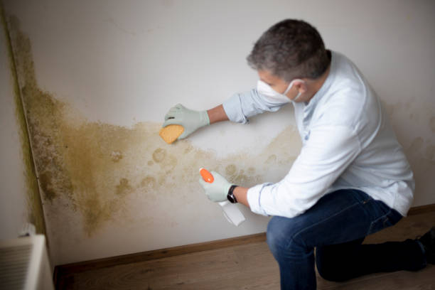 Best Environmental Consulting for Mold Prevention  in Evans, GA